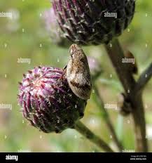 Attēlu rezultāti vaicājumam “Lepyronia coleoptrata”