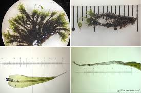 Attēlu rezultāti vaicājumam “Grimmia muehlenbeckii”