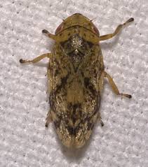 Attēlu rezultāti vaicājumam “Aphrophoridae”