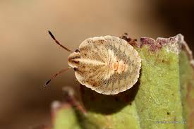 Attēlu rezultāti vaicājumam “Graphosoma lineatum nymph”