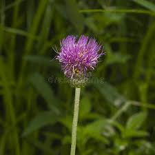 Attēlu rezultāti vaicājumam “Cirsium heterophyllum flower”
