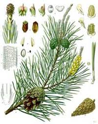 Attēlu rezultāti vaicājumam “Pinus sylvestris male flower”