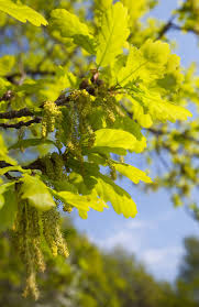 Attēlu rezultāti vaicājumam “Quercus robur male flower”