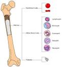 bone marrow