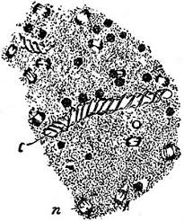 Attēlu rezultāti vaicājumam “Amaurochaete atra spores”