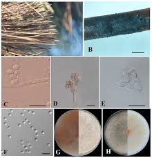 Attēlu rezultāti vaicājumam “Biscogniauxia marginata”
