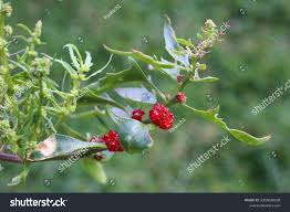 Image result for chenopodium foliosum