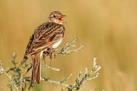 Attēlu rezultāti vaicājumam “Alauda arvensis adult”