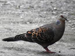 Image result for Streptopelia orientalis