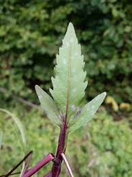 Attēlu rezultāti vaicājumam “Bidens tripartita”