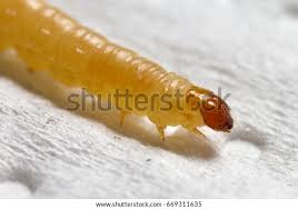 Attēlu rezultāti vaicājumam “Plodia interpunctella”