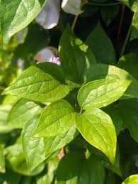 Attēlu rezultāti vaicājumam “Clematis leaf”