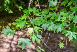 Attēlu rezultāti vaicājumam “Acer saccharinum”