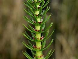 Attēlu rezultāti vaicājumam “Hippuridaceae”