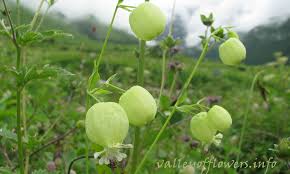 Attēlu rezultāti vaicājumam “Silene vulgaris leaf”