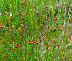 Attēlu rezultāti vaicājumam “Juncus filiformis”