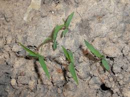 Attēlu rezultāti vaicājumam “Echinochloa crus-galli”