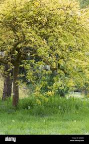 Attēlu rezultāti vaicājumam “Fraxinus excelsior Pendula”