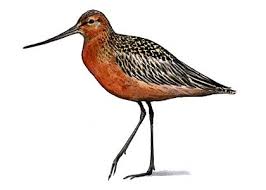 Attēlu rezultāti vaicājumam “Licea pusilla”