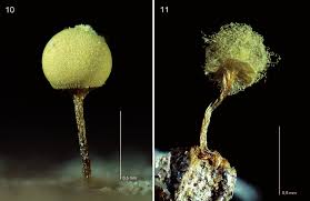 Attēlu rezultāti vaicājumam “Physarum bitectum macro”