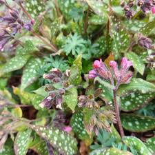 Image result for Pulmonaria officinalis