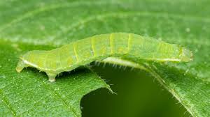 Attēlu rezultāti vaicājumam “Epirrita sp.”