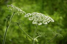 Attēlu rezultāti vaicājumam “Heracleum sosnowskyi fruit”
