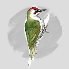 Attēlu rezultāti vaicājumam “Picus viridis”