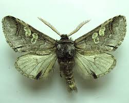 Attēlu rezultāti vaicājumam “Diloba caeruleocephala”