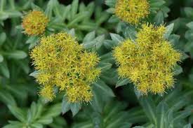 Attēlu rezultāti vaicājumam “Rhodiola rosea flower”