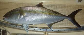 Image result for Seriola dumerili