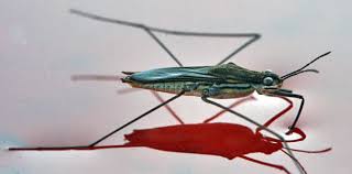 Attēlu rezultāti vaicājumam “Gerridae”