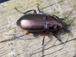 Attēlu rezultāti vaicājumam “Poecilus versicolor”