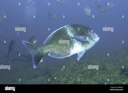 Image result for Pachymetopon grande