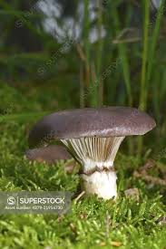 Attēlu rezultāti vaicājumam “Gomphidius glutinosus”