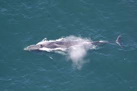 Image result for Balaenoptera physalus