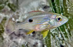 Image result for Lutjanus mahogoni
