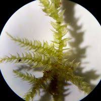 Attēlu rezultāti vaicājumam “Sciuro-hypnum curtum”