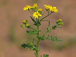 Attēlu rezultāti vaicājumam “Senecio vernalis flower”