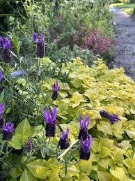 Attēlu rezultāti vaicājumam “Lamium maculatum”