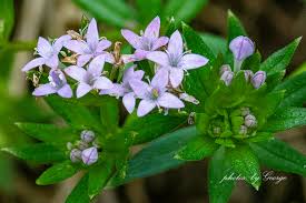Attēlu rezultāti vaicājumam “Rubiaceae”