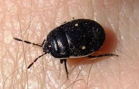 Attēlu rezultāti vaicājumam “Adomerus biguttatus”