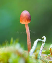 Attēlu rezultāti vaicājumam “Mycena epipterygia”