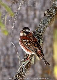 Image result for Emberiza rustica