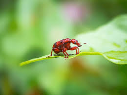Attēlu rezultāti vaicājumam “Attelabidae”