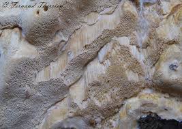 Attēlu rezultāti vaicājumam “Perenniporia subacida”