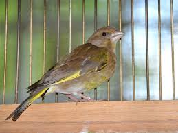 Attēlu rezultāti vaicājumam “Chloris chloris female”