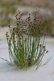 Attēlu rezultāti vaicājumam “Juncus alpinoarticulatus”