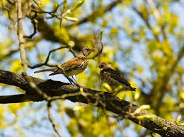 Attēlu rezultāti vaicājumam “Turdus pilaris adult”