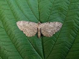 Attēlu rezultāti vaicājumam “Anticollix sparsata”